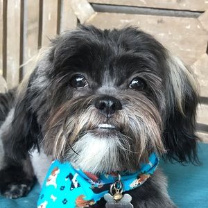 Meet your Posher, Devon